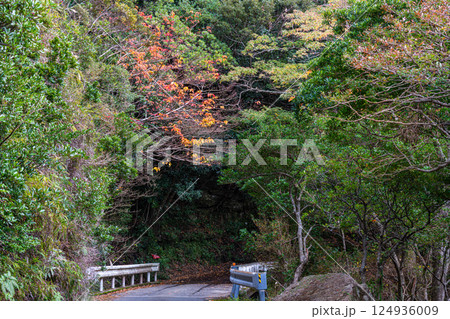 遅い紅葉　大川流域　屋久島国立公園(冬 124936009