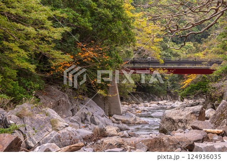 遅い紅葉　大川流域　屋久島国立公園(冬 124936035