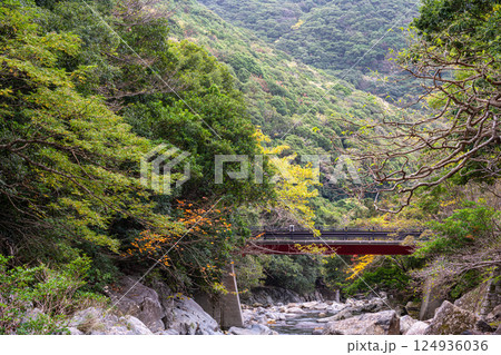 遅い紅葉　大川流域　屋久島国立公園(冬 124936036