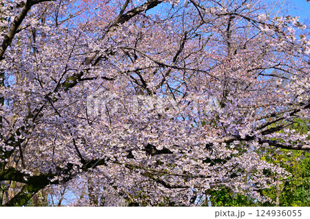 満開　城山公園の桜　桶川市 124936055