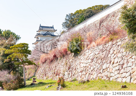 兵庫県明石市・桜が満開の明石城の櫓 124936108