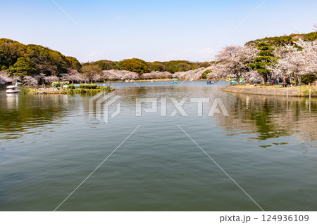 桜が満開の兵庫県明石城公園池 桜が満開の兵庫県明石城公園池 124936109