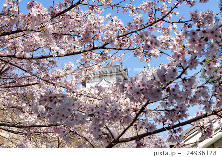 兵庫県明石市・桜が満開の明石城の櫓 124936128