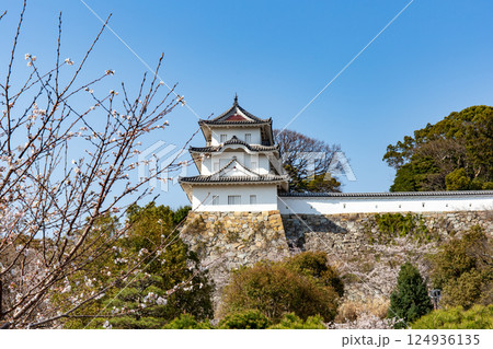 兵庫県明石市・桜が満開の明石城の櫓 124936135