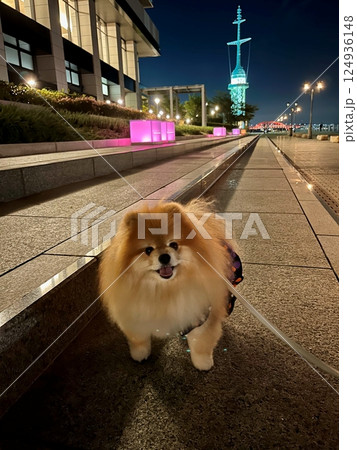 神戸港のそばにある公園で、美しい夜景を楽しむふわふわで笑顔の茶色のポメラニアン。 神戸港のそばにある公園で、美しい夜景を楽しむふわふわで笑顔の茶色のポメラニアン。 124936148