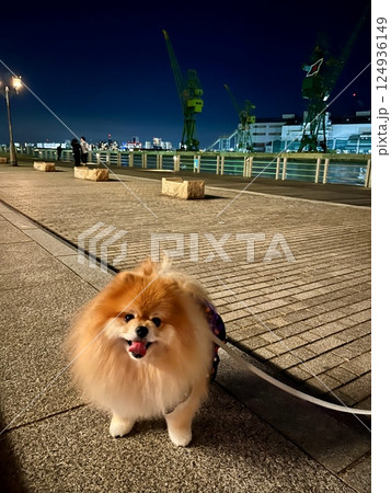 神戸港のそばにある公園で、美しい夜景を楽しむふわふわで笑顔の茶色のポメラニアン。 神戸港のそばにある公園で、美しい夜景を楽しむふわふわで笑顔の茶色のポメラニアン。 124936149