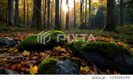 serene autumn forest with moss covered rocks and fallen leaves serene autumn forest with moss covered rocks and fallen leaves 124936249