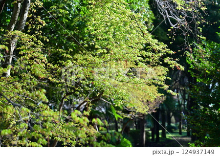 モミジ　若葉の新緑　城山公園　桶川市　 124937149
