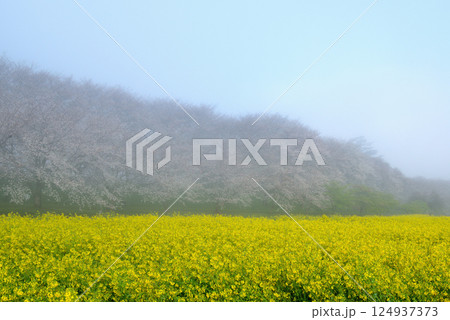 埼玉県　朝霧に包まれる権現堂桜堤 124937373
