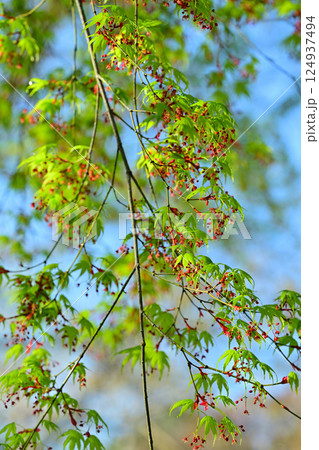 モミジの花と若葉の新緑　城山公園　桶川市　 124937494