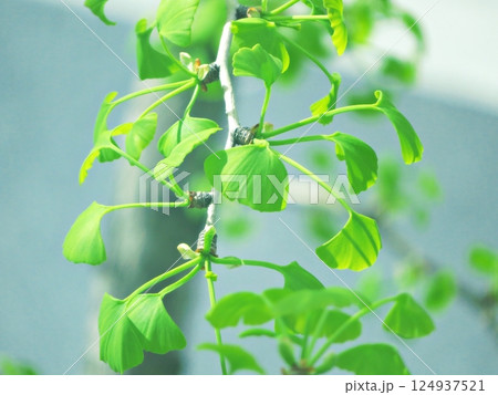 green ginkgo leaves green ginkgo leaves 124937521