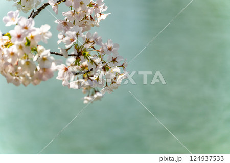 満開の桜 124937533