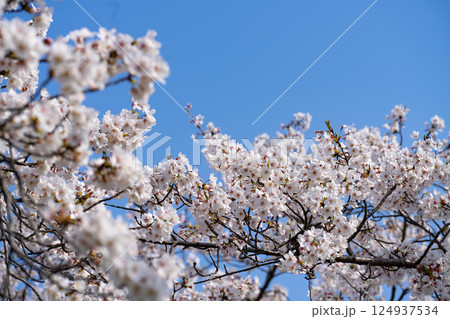 満開の桜 124937534