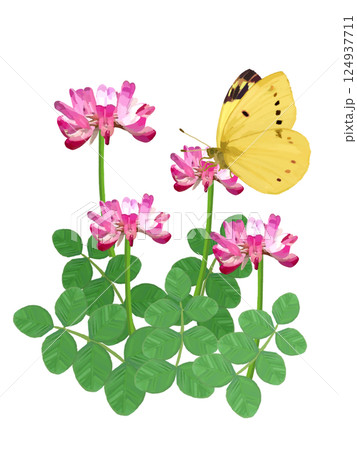 れんげ草とモンキチョウ 124937711