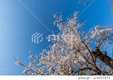 桜 124937873
