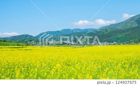 飯山市・常盤菜の花畑 124937875