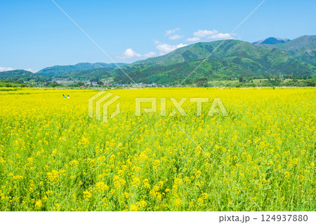 飯山市・常盤菜の花畑 124937880