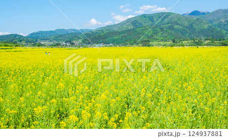 飯山市・常盤菜の花畑 飯山市・常盤菜の花畑 124937881
