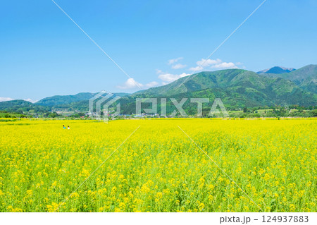 飯山市・常盤菜の花畑 124937883