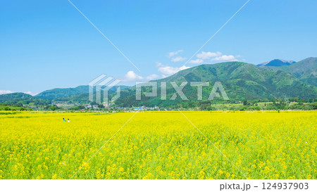 飯山市・常盤菜の花畑 124937903