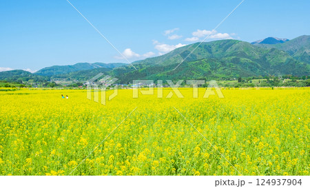 飯山市・常盤菜の花畑 飯山市・常盤菜の花畑 124937904