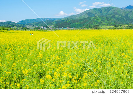 飯山市・常盤菜の花畑 124937905