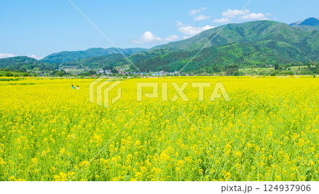 飯山市・常盤菜の花畑 飯山市・常盤菜の花畑 124937906