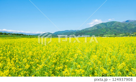飯山市・常盤菜の花畑 124937908
