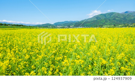 飯山市・常盤菜の花畑 124937909
