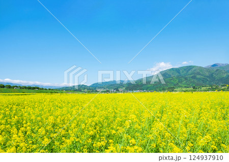飯山市・常盤菜の花畑 124937910