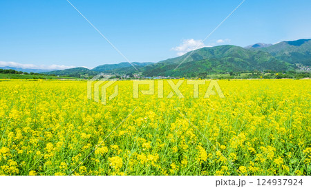 飯山市・常盤菜の花畑 124937924