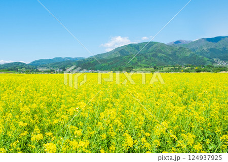 飯山市・常盤菜の花畑 飯山市・常盤菜の花畑 124937925