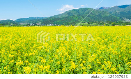 飯山市・常盤菜の花畑 124937928