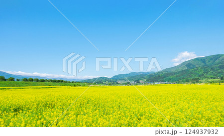 飯山市・常盤菜の花畑 124937932