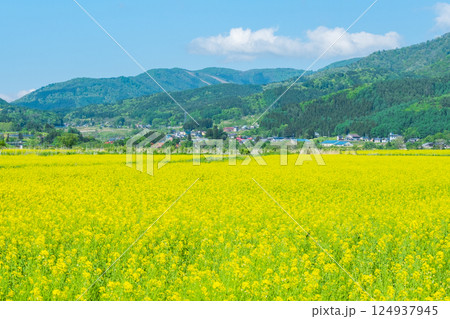 飯山市・常盤菜の花畑 124937945