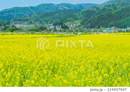 飯山市・常盤菜の花畑 124937947