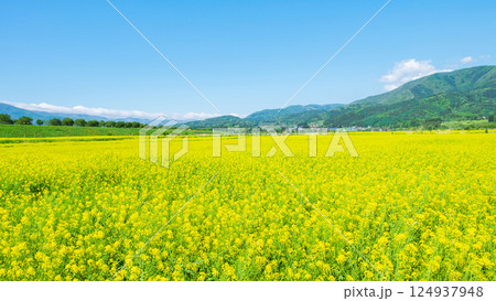 飯山市・常盤菜の花畑 124937948