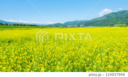 飯山市・常盤菜の花畑 飯山市・常盤菜の花畑 124937949