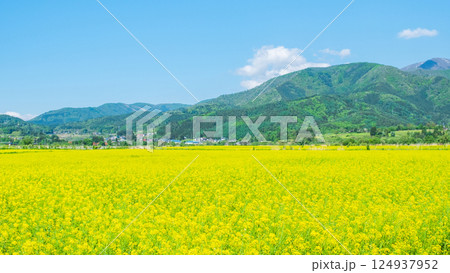 飯山市・常盤菜の花畑 飯山市・常盤菜の花畑 124937952