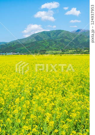 飯山市・常盤菜の花畑 124937953