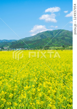 飯山市・常盤菜の花畑 124937954