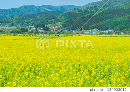 飯山市・常盤菜の花畑 124938013
