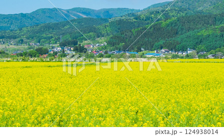 飯山市・常盤菜の花畑 124938014
