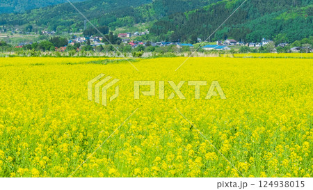 飯山市・常盤菜の花畑 124938015