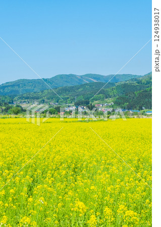 飯山市・常盤菜の花畑 124938017