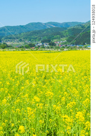 飯山市・常盤菜の花畑 飯山市・常盤菜の花畑 124938018