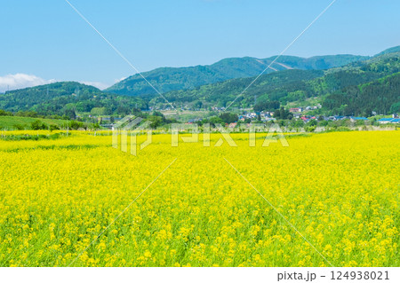 飯山市・常盤菜の花畑 飯山市・常盤菜の花畑 124938021
