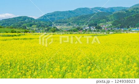 飯山市・常盤菜の花畑 飯山市・常盤菜の花畑 124938023