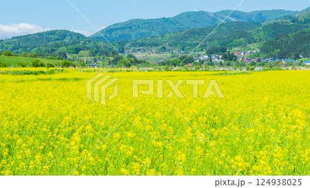 飯山市・常盤菜の花畑 飯山市・常盤菜の花畑 124938025