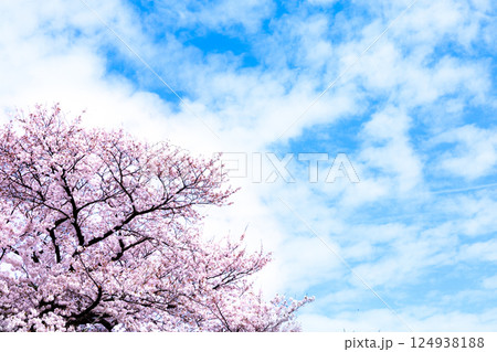 春の風が吹くような爽やかな雰囲気の青空と桜 124938188